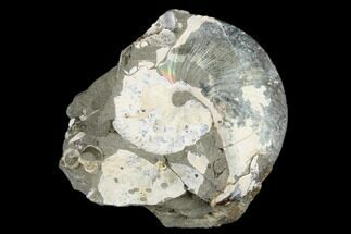 Fossil Hoploscaphites Ammonite - South Dakota #180840