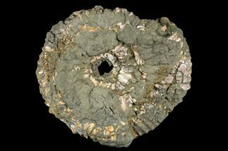 Iridescent, Pyritized Ammonite Fossil - Russia #181223