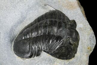 Rare, 1.7" Ptychopyge Linarsoni Trilobite - Slemestadt, Norway - Fossil #181846