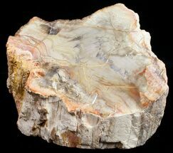 Free-Standing Polished Petrified Wood Limb - Madagascar #11666