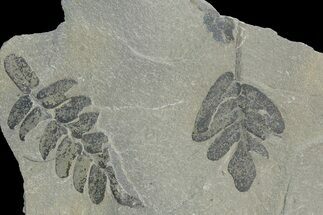 Pennsylvanian Fossil Fern (Neuropteris and Macroneuropteris) Plate #181363