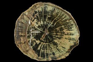 8" Triassic Petrified Wood Round - Zimbabwe - Fossil #182371