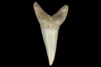 Fossil Shark (Carcharodon hastalis) Tooth - Bakersfield, CA #178712