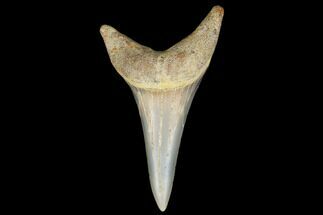 1.7" Fossil Shark (Carcharodon hastalis) Tooth - Bakersfield, CA - Fossil #178717