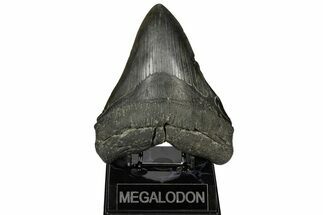 Fossil Megalodon Tooth - Huge Meg Tooth #182843