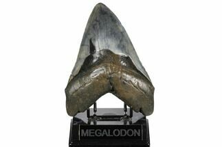 Fossil Megalodon Tooth - Bluish Enamel Color #182963