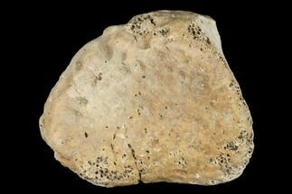 Hadrosaur Finger Bone - Alberta (Disposition #-) #183272