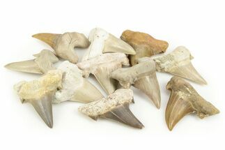 + Fossil Shark Teeth (Otodus) - Khouribga, Morocco #183366