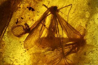 Fossil Fly, Ant and Two Crane Flies in Baltic Amber #183550