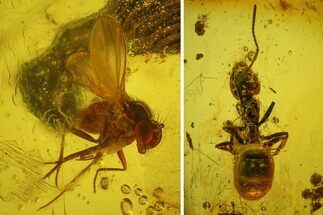 Fossil Flies, Three Ants, a Crane Fly and a Wasp in Baltic Amber #183602