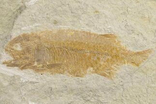 Juvenile Phareodus Fish Fossil - Scarce Species #183168