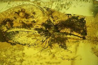 Fossil Mayfly (Ephemeroptera) In Baltic Amber #183635
