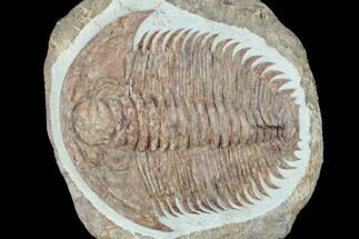 4.5" Gigantopygus Trilobite With Pos/Neg - Issafen, Morocco - Fossil #183631