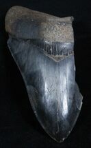 Jet Black / Inch Megalodon Tooth Partial #2000