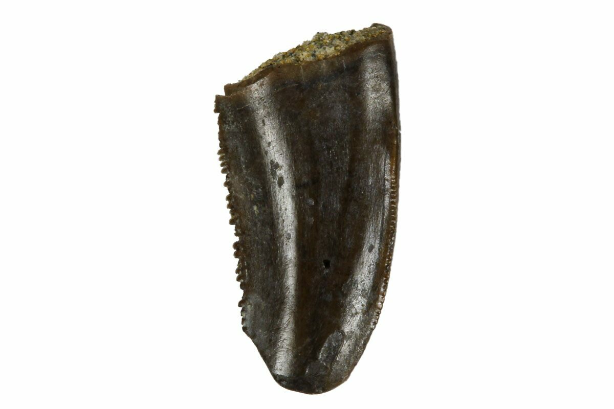 dromaeosaur tooth