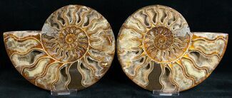 Cleoniceras cleon - Fossils For Sale - #11793