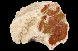 1.9" Petrified Wood (Araucaria) Limb - Madagascar  - Fossil #184159