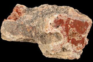 3.2" Petrified Wood (Araucaria) Limb - Madagascar  - Fossil #184198