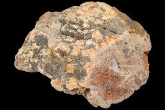 3.1" Petrified Wood (Araucaria) Limb - Madagascar  - Fossil #184202