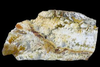 6.3" Polished Nydegger Plume Agate Slab - Oregon - Crystal #141303