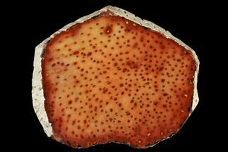 Colorful, Polished Petrified Palmwood Slice - Texas #184780
