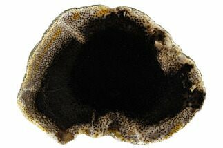 5.1" Polished Petrified Palmwood (Palmoxylon) Round - Texas - Fossil #184894