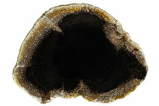5" Polished Petrified Palmwood (Palmoxylon) Round - Texas - Fossil #184897