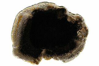 5" Polished Petrified Palmwood (Palmoxylon) Round - Texas - Fossil #184898
