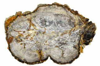Polished Petrified Wood Round - Paulina, Oregon #184934