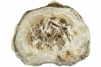 7.3" Polished Petrified Wood Round - MacDonald Ranch, Oregon - Fossil #185112