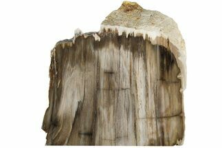 4.8" Polished, Petrified Wood (Metasequoia) Stand Up - Oregon - Fossil #185147
