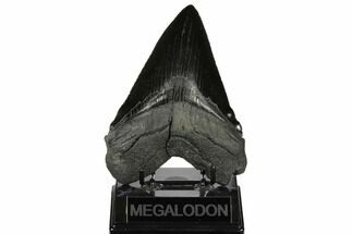 Serrated, Fossil Megalodon Tooth - Jet Black Enamel #186038