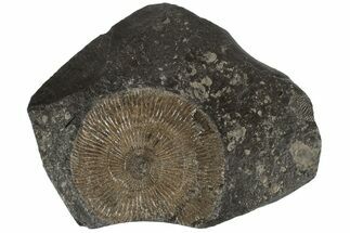 Dactylioceras Ammonite - Posidonia Shale, Germany #180436