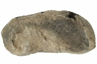 3.4" Fossil Whale Ear Bone - Miocene - Fossil #177770