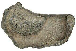 Fossil Whale Ear Bone - Miocene #177804