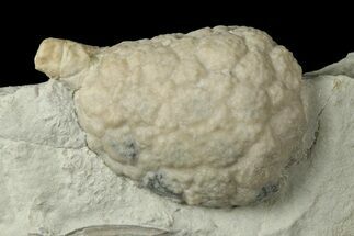 Cystoid (Holocystites) Fossil - Indiana #186796