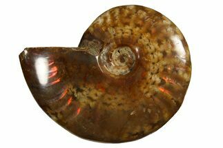 Red Flash Ammonite Fossil - Madagascar #187264