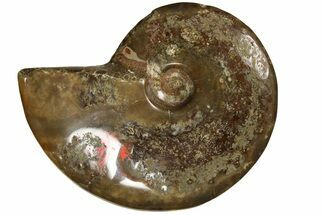 Red Flash Ammonite Fossil - Madagascar #187268