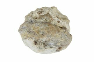 Fossil Crusher Shark (Ptychodus) Tooth - Kansas #187534