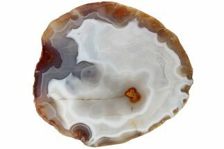 Polished Banded Agate Nodule Half - Kerrouchen, Morocco #186923