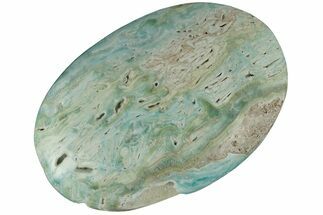 Polished Blue Caribbean Calcite Palm Stone #187875