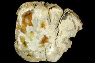 Agate Replaced Fossil Coral Head - Florida #188014