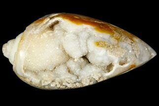 Chalcedony Replaced Gastropod With Sparkly Quartz - India #188020