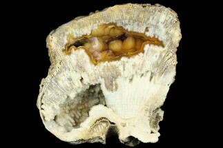 Agatized Fossil Coral Geode - Florida #188044