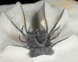 Spiny Ceratonurus Trilobite - Oumjrane, Morocco #11926