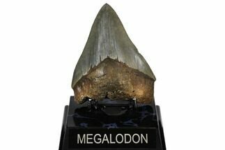 Serrated, Fossil Megalodon Tooth #186680