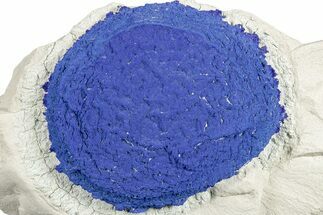 2.2" Vibrant Blue Azurite Sun on Siltstone - Australia - Crystal #188462