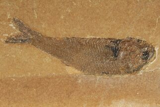 Jurassic Fossil Fish (Hulettia) - Cowley, Wyoming #188845