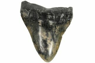 Fossil Megalodon Tooth - South Carolina #168174