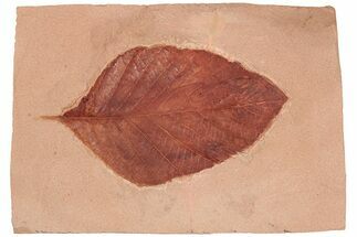 Red Fossil Wingnut Leaf (Pterocarya) - Montana #188952